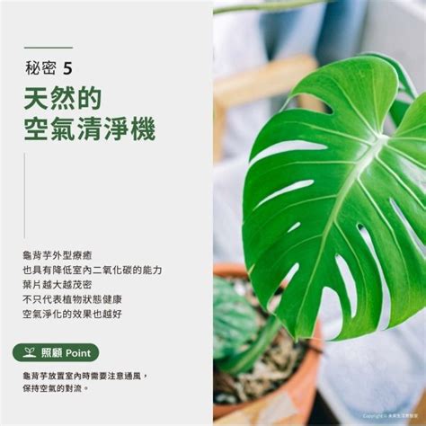 大龜背芋|【室內觀葉植物】綠手指必知的龜背芋5個秘密，加碼。